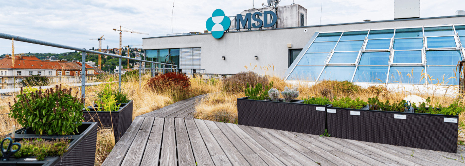 MSD - Cover photo