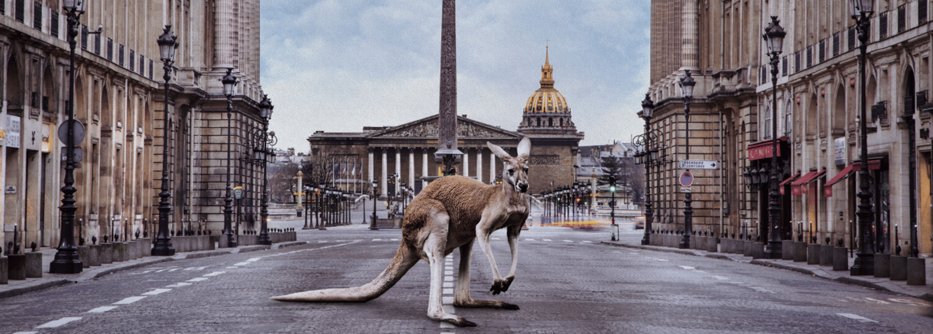 Kangaroo group a.s. - Cover photo