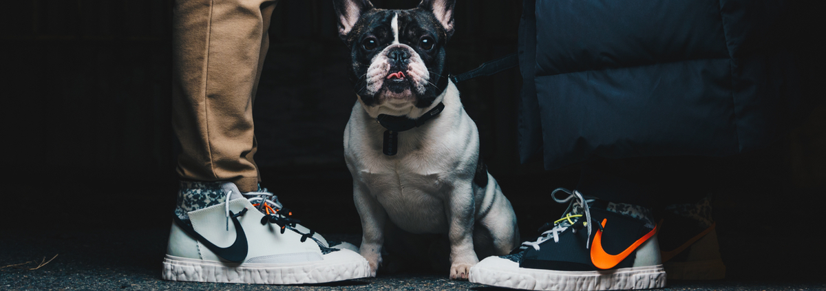 FlexDog cover