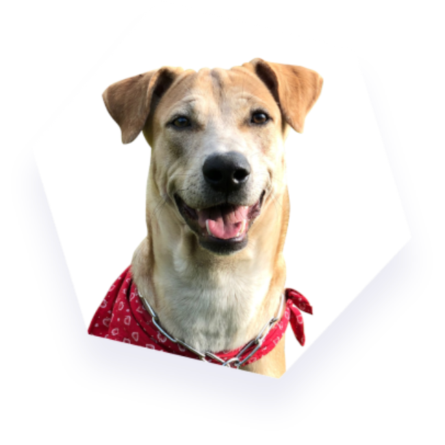 Pupík