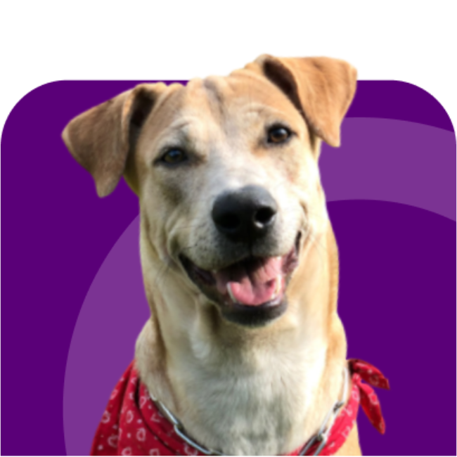 Pupík