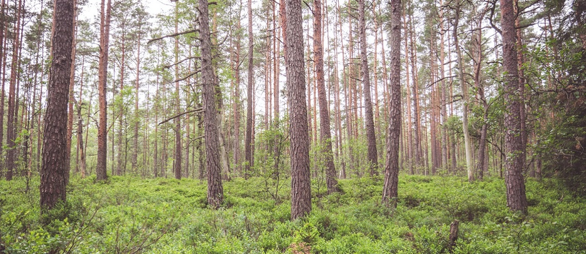 Chránit německé lesy pomáhá i česká firma Fillamentum. Vyvinula první plně recyklovatelnou náplň do 3D tiskáren na světě