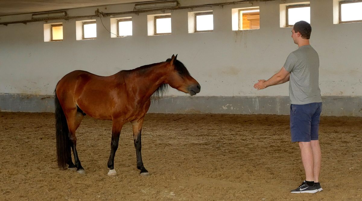 Filip si v tréninku Mentálního Fitka ověřil, že přinutit koně couvat je snazší, než ho potom přivolat.